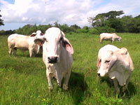 Ganado9
