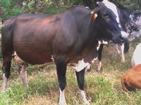 Ganado Leche