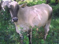 Ganado Leche4